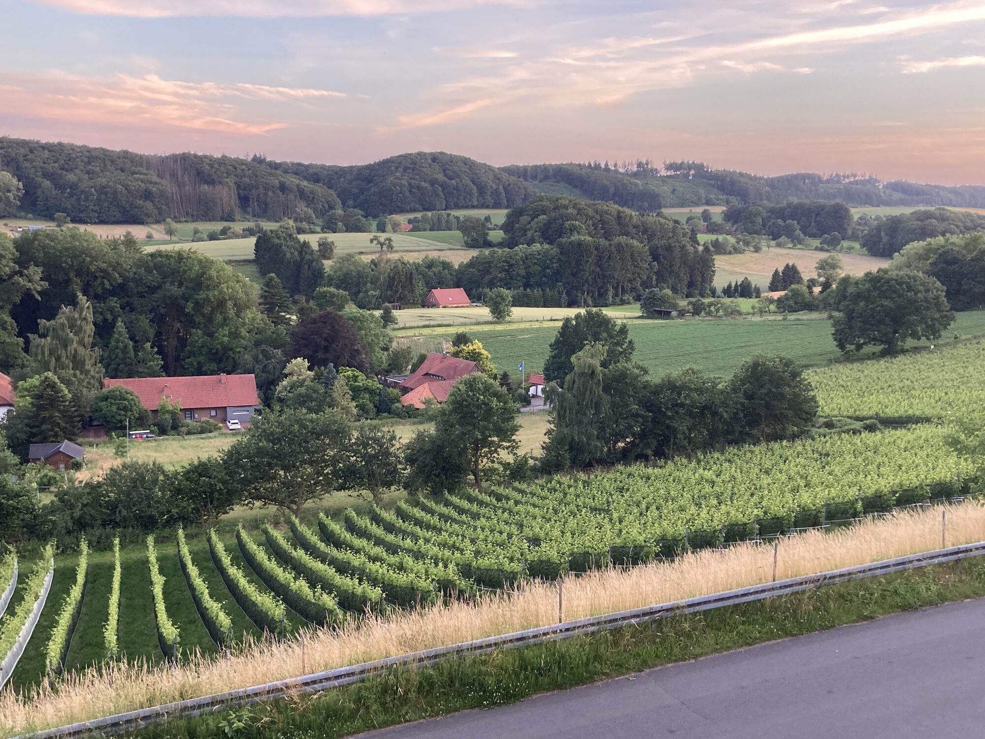 Weinberg im Abendlicht